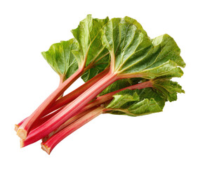 Harvesting fresh rhubarb stalks in a garden organic food isolated on transparent background