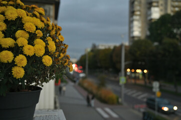 
city ​​chrysanthemums on the balcony autumn evening