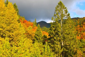 Spruce tree and yellow and orange autumn foliage in a deciduous, broadleaf autumn forest in Karavanke mountains, Gorenjska, Slovenia