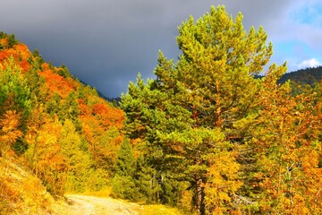 Pine tree and a yellow, red and orange deciduous, broadleaf forest with clouds in the sky