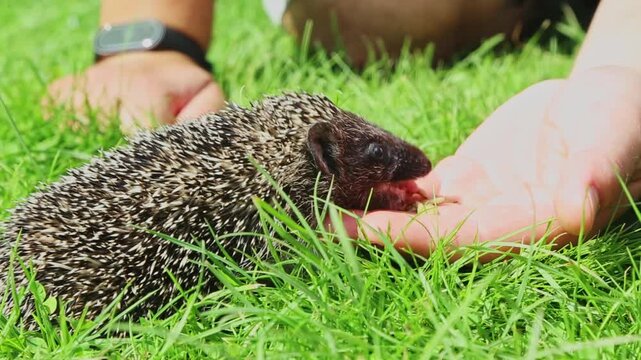 A hungry hedgehog approaches a human hand on fresh green grass, sniffs cautiously with its small nose and eats a treat from the hand in the open air, demonstrating the animal's gentle behavior.