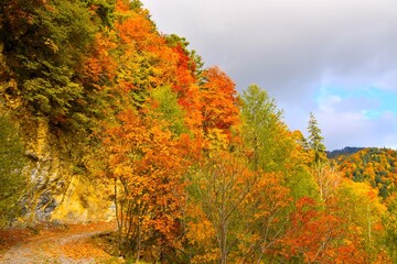 Colorful autumn forest with orange and red colors in Karavanke, Gorenjska, Slovenia