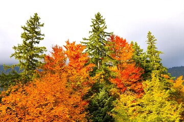 Forest canopy with spruce trees and orange colored foliage of beech trees