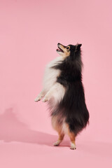 Dog stands on back paws reaching upward on a soft pink backdrop. Its body is elongated and full of energy.