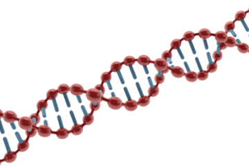 A 3D rendered illustration of a DNA double helix structure, featuring red backbone elements and blue connecting base pairs, symbolizing genetics and molecular biology. background removed