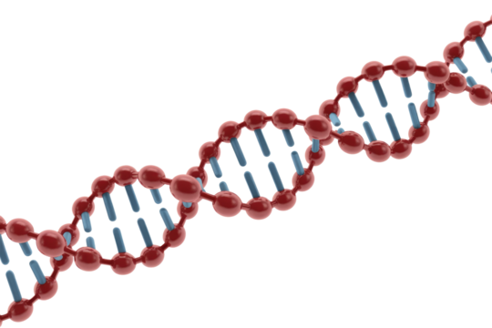 A 3D rendered illustration of a DNA double helix structure, featuring red backbone elements and blue connecting base pairs, symbolizing genetics and molecular biology. background removed