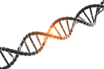A molecular 3D rendering of a DNA double helix, featuring a glowing orange segment against a dark transparent background. background removed