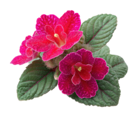 Vibrant pink african violets nature floral arrangement isolated on transparent background