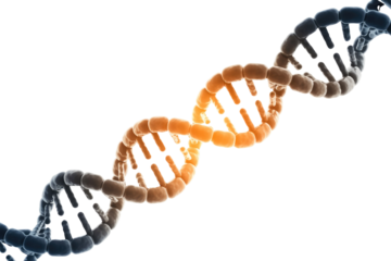 Vibrant 3D rendering of a DNA double helix, with distinct orange and dark blue strands, twisting against a solid transparent background. background removed