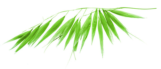Ear of green oat plant isolated on white background. Macro shoot.