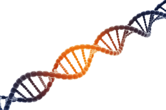 A vibrant 3D rendering of a DNA double helix, transitioning from orange to blue, symbolizing genetic information and biological science. background removed