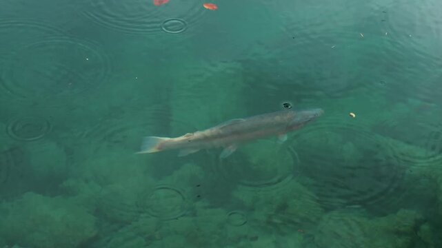 Close-up of a fish swimming in Blausee, Switzerland, with raindrops falling on the turquoise lake water. Peaceful and tranquil nature scene