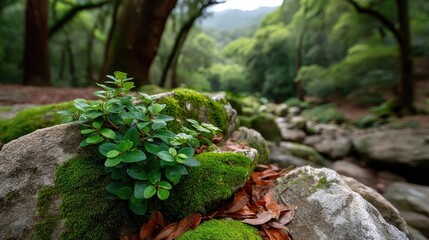 Close up view of vibrant green moss and tiny plants flourishing on rocks beside a clear stream in a lush forest with dappled sunlight filtering through the trees creating a serene natural landscape.