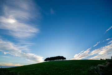 Silhouettes of trees on a green hill at dawn