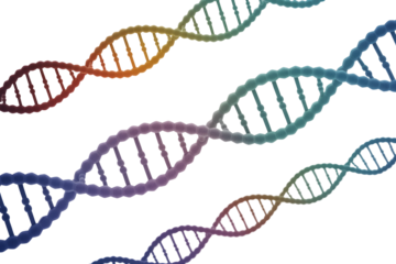Multiple vibrant, rainbow-colored DNA double helix strands intertwine and float, symbolizing genetics, research, and the intricate code of life. background removed
