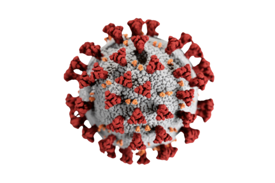 Detailed 3D rendering of the SARS-CoV-2 virus, showing its red spike proteins and grey membrane. Iconic symbol of the global COVID-19 pandemic. background removed