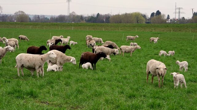Large flock of sheep with adorable lambs grazing on green pasture. Baby lambs nursing milk from mothers. Peaceful rural farm scene symbolizing motherhood, nature, countryside life