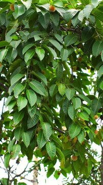 Vibrant Kabamba blossoms and green leaves dancing in the wind. 