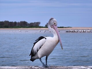 pelican on the beach
