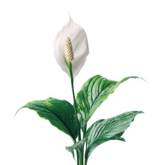 A peace lily shows off its white flowers and green leaves in a bright, simple setting, highlighting its beauty