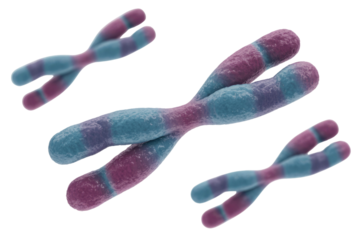 A 3D rendering depicts several human chromosomes, including an X-shaped duplicated chromosome, highlighting their banded structure and genetic importance. background removed