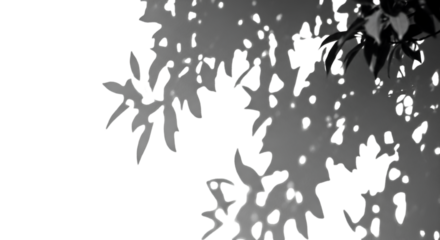 Silhouette of Leaves with Holes Against Black Background