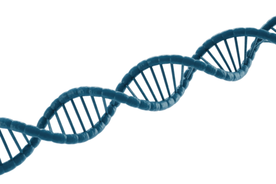A prominent blue 3D rendering of a DNA double helix, symbolizing genetics, heredity, and molecular biology, isolated on a simple transparent background. background removed