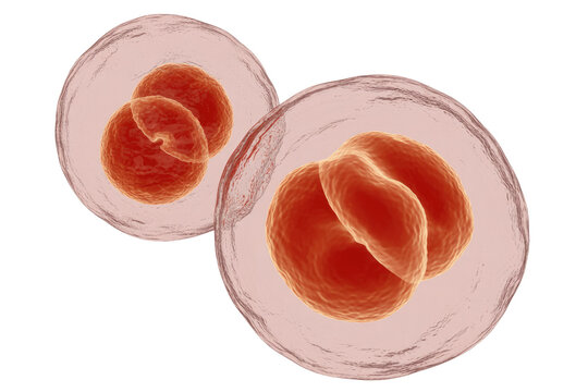 Two parasitic oocysts or cysts, each containing multiple developing internal structures. A 3D rendered microscopic view of a biological process. background removed
