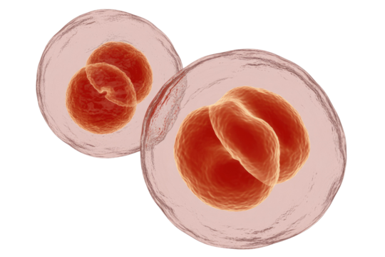 Two parasitic oocysts or cysts, each containing multiple developing internal structures. A 3D rendered microscopic view of a biological process. background removed