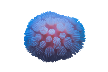Vibrant blue-purple coral or anemone with radiating polyps and a pink center. Detailed close-up of this intricate marine life. background removed