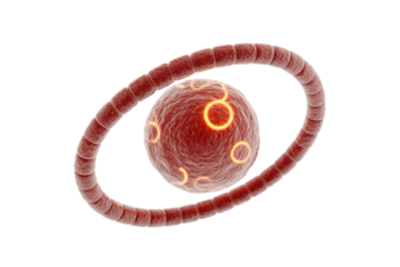 A vibrant red cellular structure with glowing rings is encircled by a segmented, worm-like organism, illustrating microscopic biological interaction. background removed