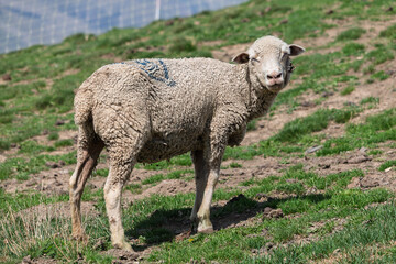 Obraz premium A woolly sick sheep with a blue marking on its back stands on a grassy hill, looking towards the viewer.