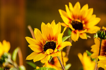 Bright yellow sunflowers blooming under sunlight in vibrant summer garden scene. Beautiful sunflowers in full bloom, warm daylight, positive summer mood, nature and gardening concept for eco lifestyle