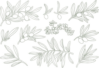 Graphic drawing olive branch flowers green. Hand drawn floral illustration element olives fruit tree branches leaves isolated background. Edible foliage Drawings food Botanical elements. Wrapping card © Nataliia