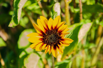 Bright yellow sunflowers blooming under sunlight in vibrant summer garden scene. Beautiful sunflowers in full bloom, warm daylight, positive summer mood, nature and gardening concept for eco lifestyle