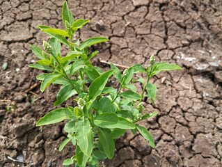Gooseweed (Sphenoclea zeylanica) plant in outdoor garden
