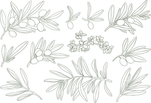 Graphic drawing olive branch flowers green. Hand drawn floral illustration element olives fruit tree branches leaves isolated background. Edible foliage Drawings food Botanical elements. Wrapping card