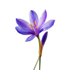 Bright purple flower with yellow stamen stands out against a clean white background, showcasing its natural beauty