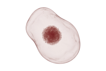 3D rendered image of a biological cell with a translucent membrane and a distinct, central reddish nucleus. background removed