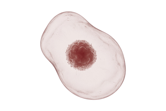 3D rendered image of a biological cell with a translucent membrane and a distinct, central reddish nucleus. background removed
