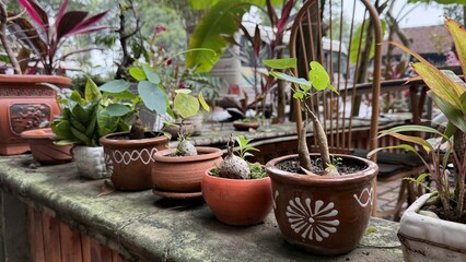 flower pots in the garden