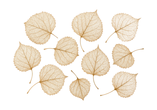 Crisp, dried aspen leaves showcasing their intricate skeletal veins.