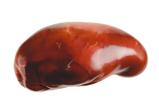 Realistic human kidney organ, with smooth glossy surface and internal texture, cutout, PNG isolated on white or transparent background