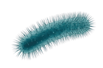 Close-up 3D render of a rod-shaped bacterium, featuring numerous hair-like pili or fimbriae, against a simple transparent background. background removed