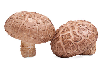 Fresh Shiitake mushroom on white background.
