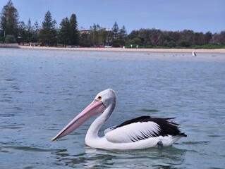 pelican on the beach
