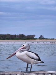 pelican on the beach