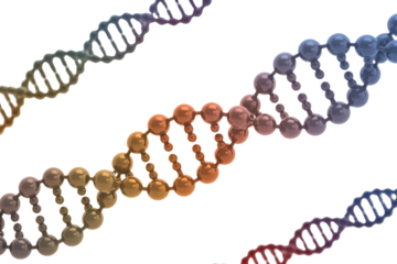 Vibrant 3D rendering of multiple DNA double helix strands, featuring colorful spheres representing base pairs, dynamically arranged against a solid transparent background. background removed
