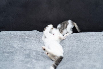 Adorable playful kitten lying on soft gray blanket, grooming, playing,  licking its paw in cozy home setting, cute domestic cat moment showing comfort, relaxation, and happiness in modern interior.