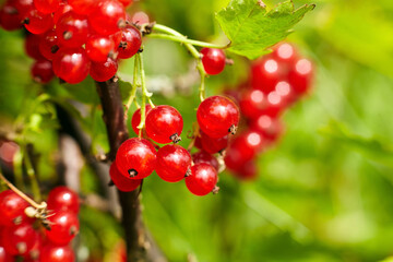 Bright red currants hang in clusters on a green vine, showcasing their vibrant color and fresh appearance, surrounded by lush foliage in a sunny garden setting